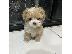 PoulaTo: Yorkie Puppies Available